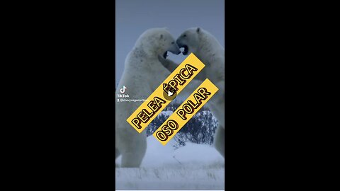 "🌊❄️ Sumérgete en la congelada realidad del rey del Ártico: Oso Polar