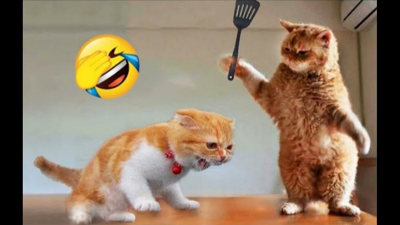 Funnies animal video 🤣 new funny cats and dogs video in 2024🤣🐕