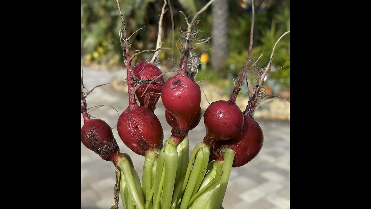 Harvested radishes. Florida gardening