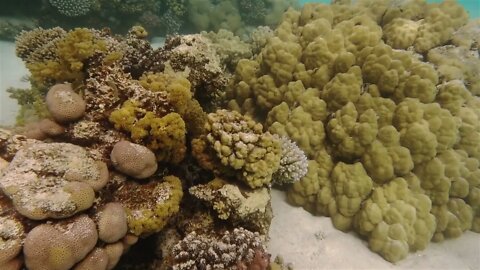 Coral Reef underwater