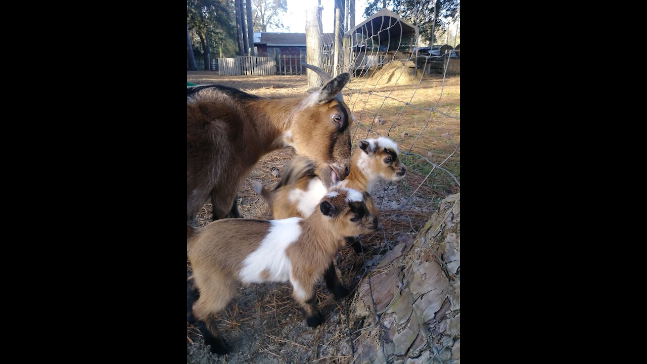 Baby Goats playing