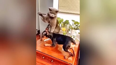 cat and dog funny videos