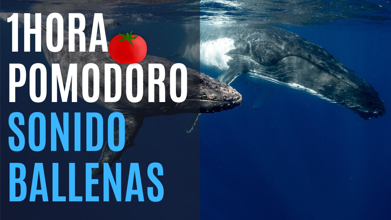 Mercarato - Estudia trabaja conmigo pomodoro 1 hora sonido ballenas