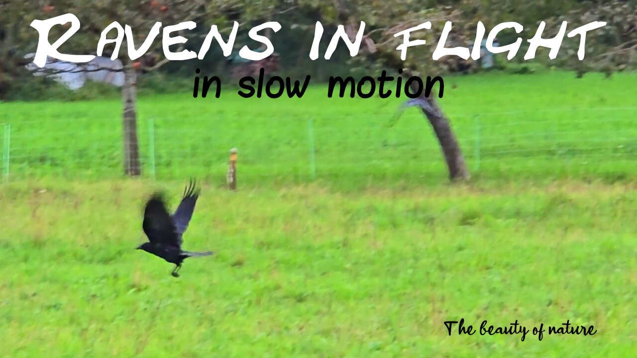 Ravens in flight in slow motion with beautiful music / beautiful birds in flight.