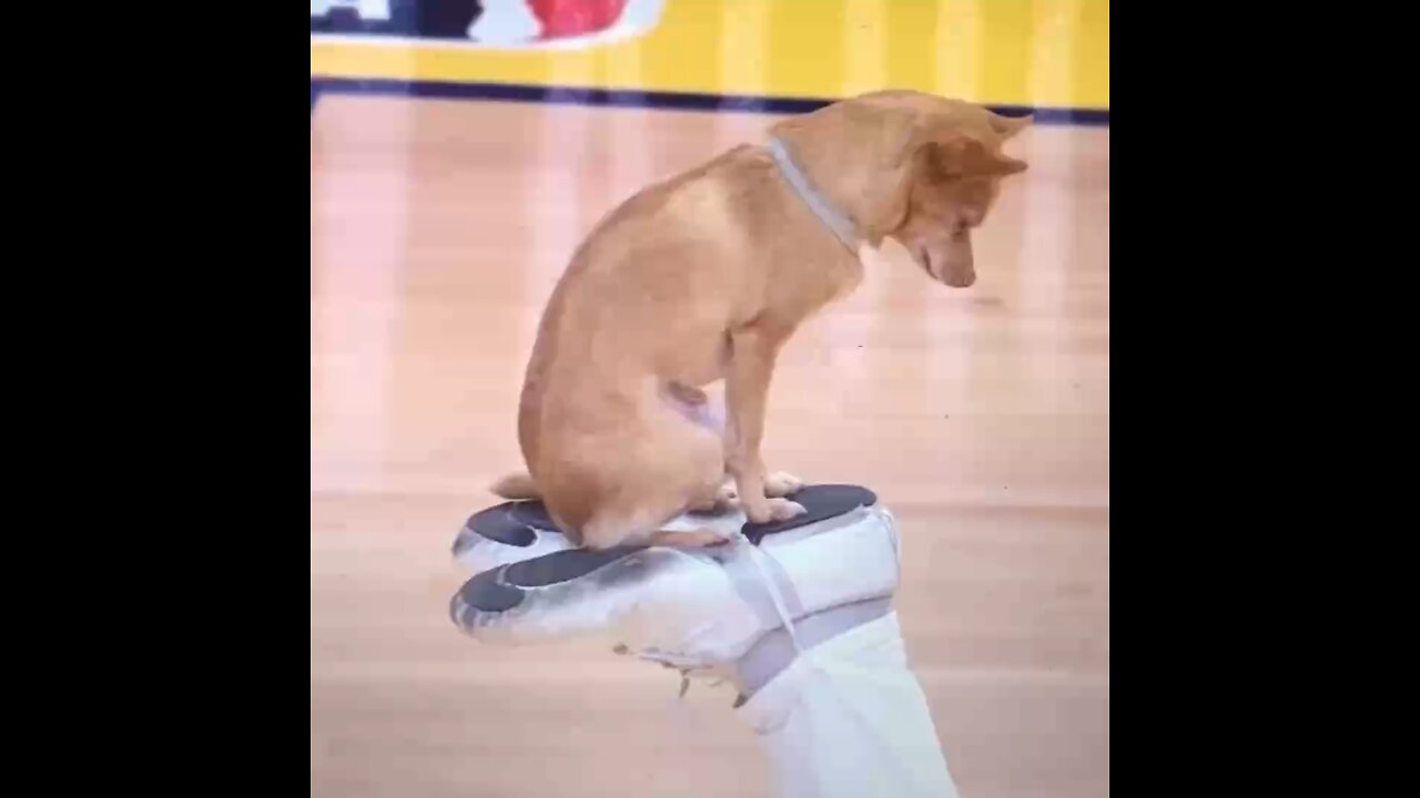 Small dog does acrobatic stunt