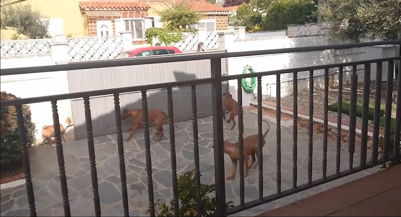 10 Most Powerful Guard Dogs In The World