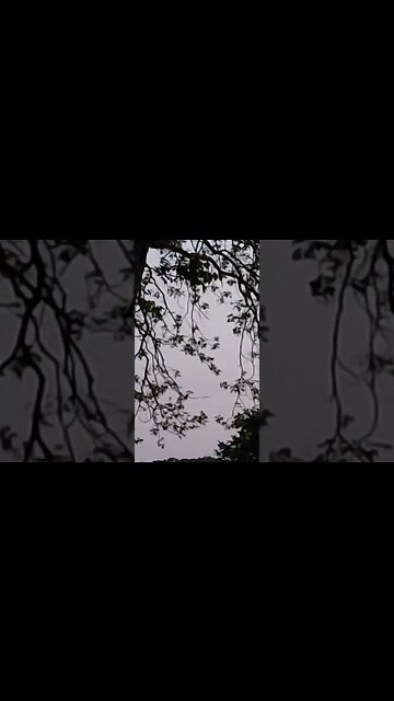 The Bats Come Out Everynight At 8:20 ish