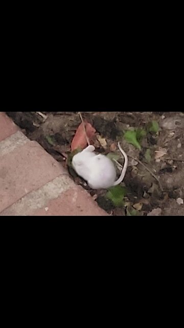 It's A Diabolical Zionist Plot: Twitter Laughs As Student Releases White Mice In UCLA Encampment