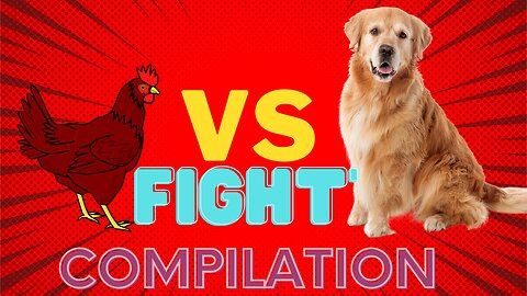 chicken vs dog funny fight
