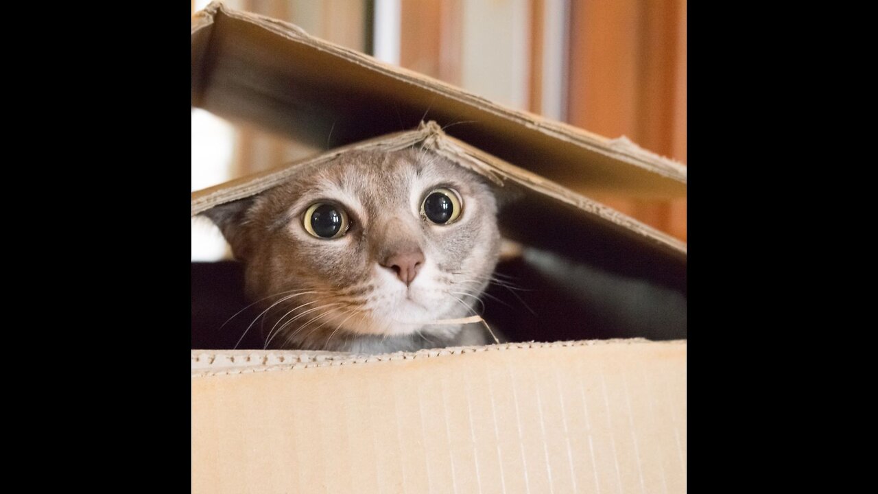 Cute Cat 😸 Video 😍