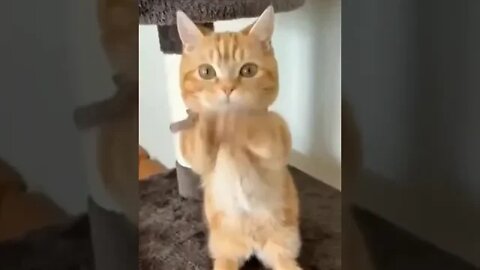 cute cat videos 😹 funny videos 😂 1135 😻 #shorts