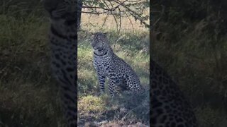 Wildlife Sightings Today 10/04/22 (Lions, Leopard, etc) | Lalashe Maasai Mara | #shorts