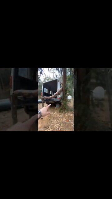 cobra gigante na floresta #shorts