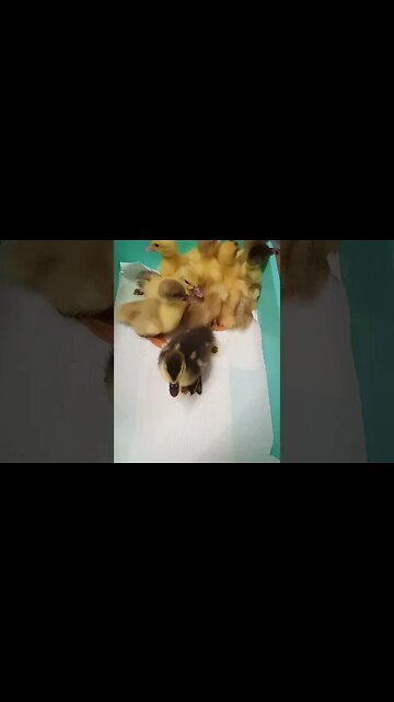 Muscovy Ducklings waiting for me to clean so they can go to bed, an older video, August 2019