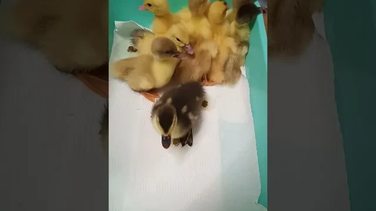 Muscovy Ducklings waiting for me to clean so they can go to bed, an older video, August 2019