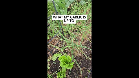 garlic 2 months in