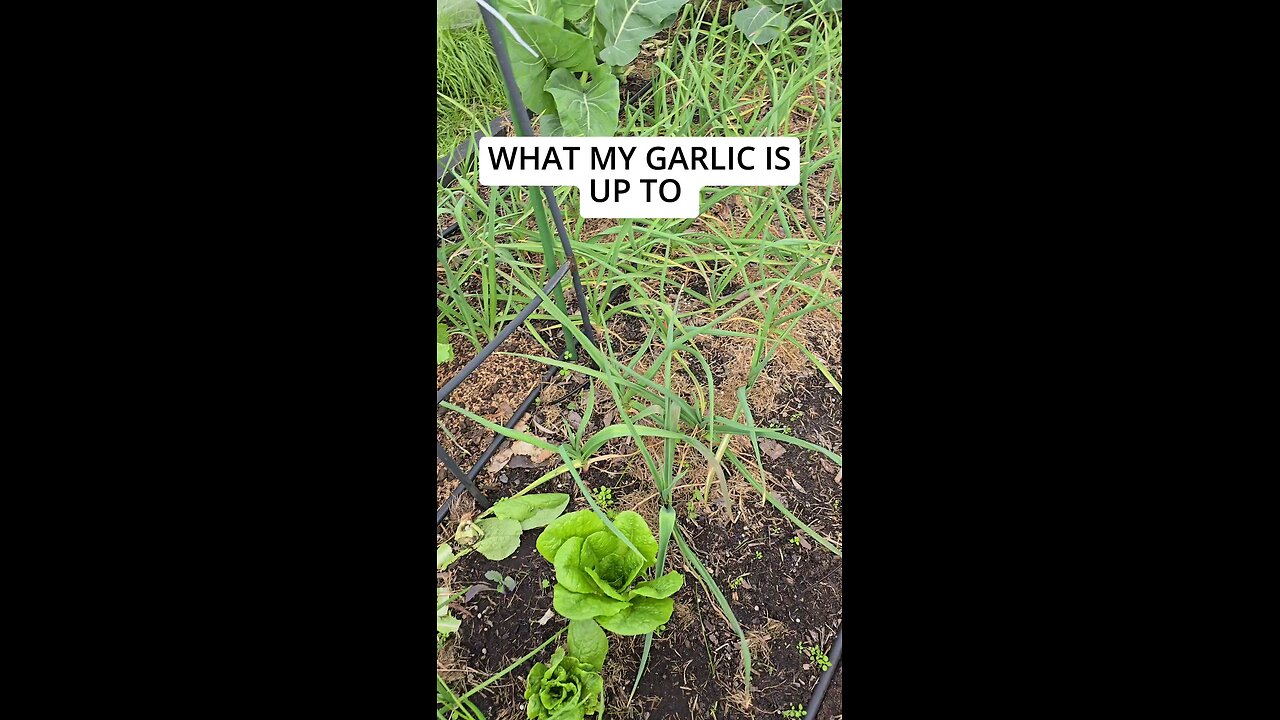 garlic 2 months in