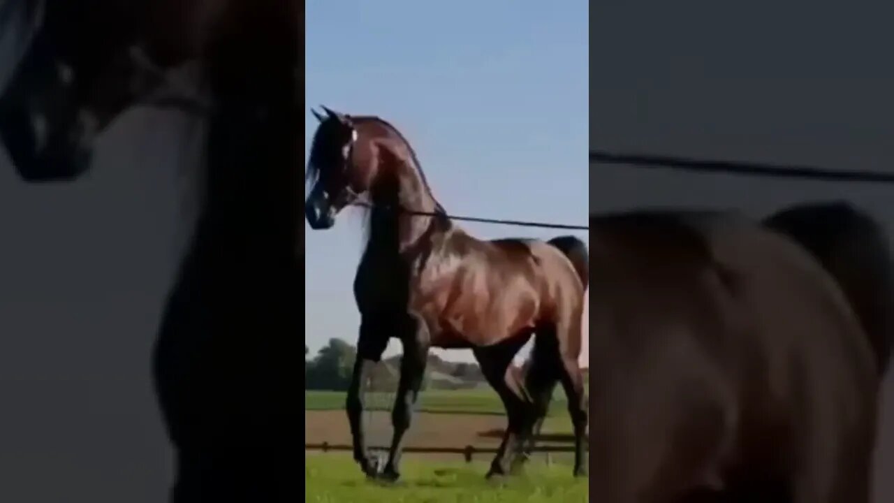 horse