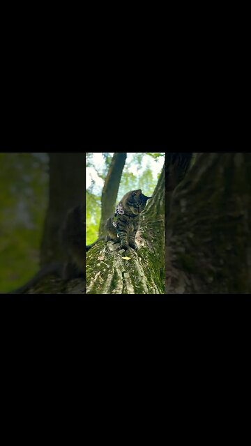 Cutest cat in the world! | Best cat videos ever ❤️ #cats#noodle#shorts#cute