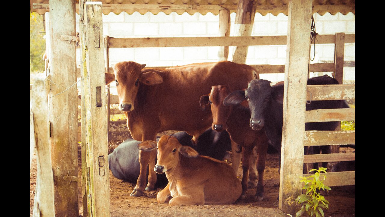 Calf Drinking Milk from his mother cowf