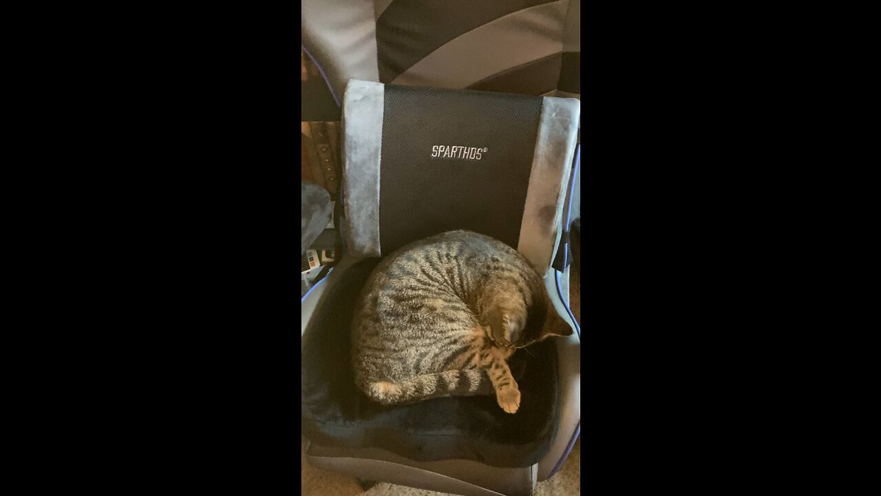 BOTH MY CHAIRS WERE STOLEN?! *FELINE ROBBERY!!*