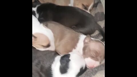 Puppies