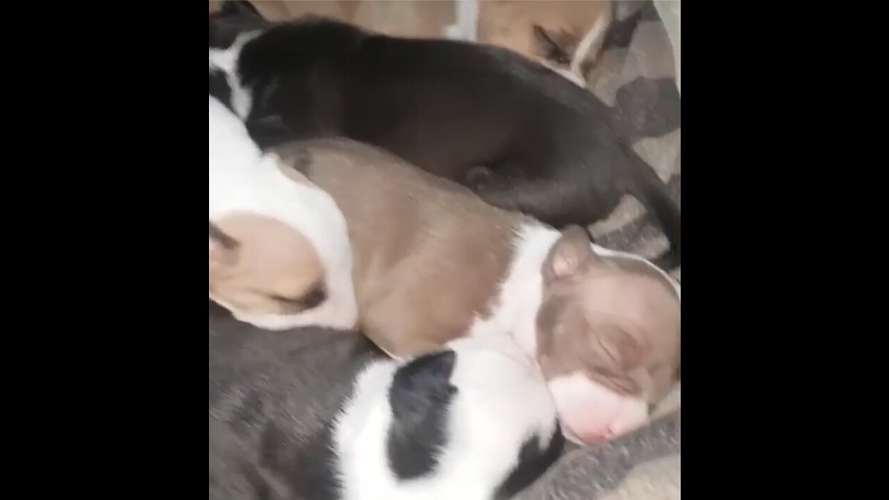 Puppies