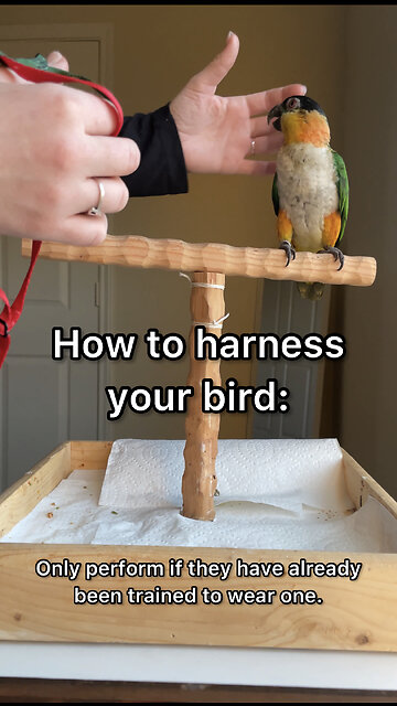 How to place the harness on your bird