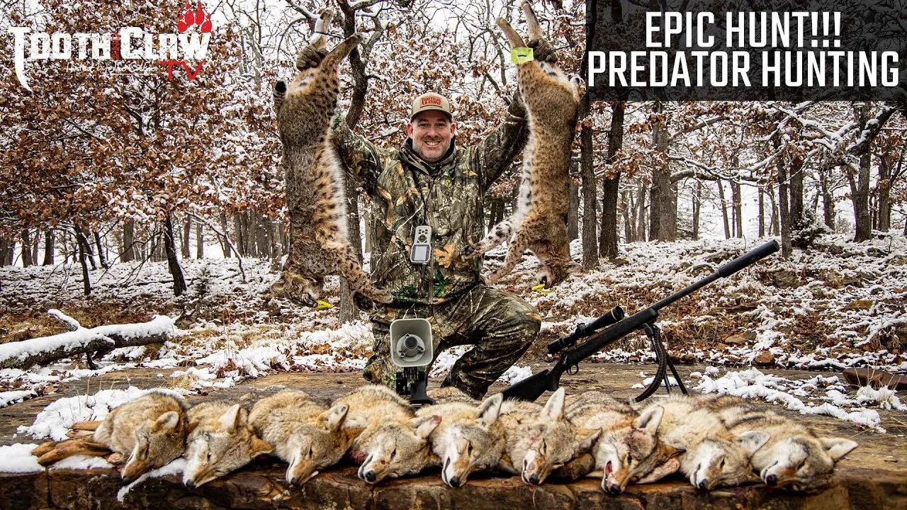 Epic Hunt!!! Coyote Double and Tom Bobcat On The Same Stand!