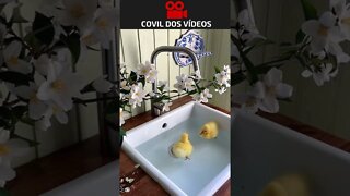 2 patinhos na lagoa