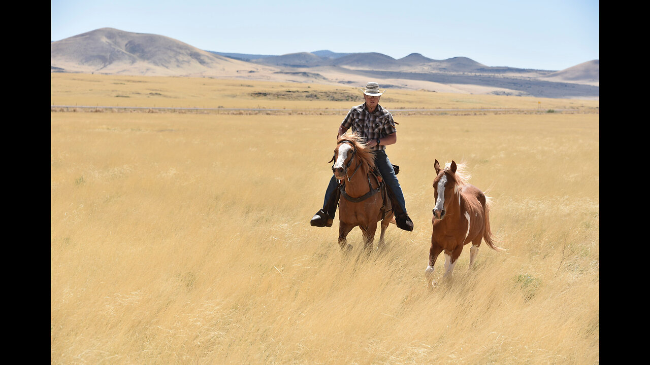 Gathering the herd for the Sprucedale horse drive.