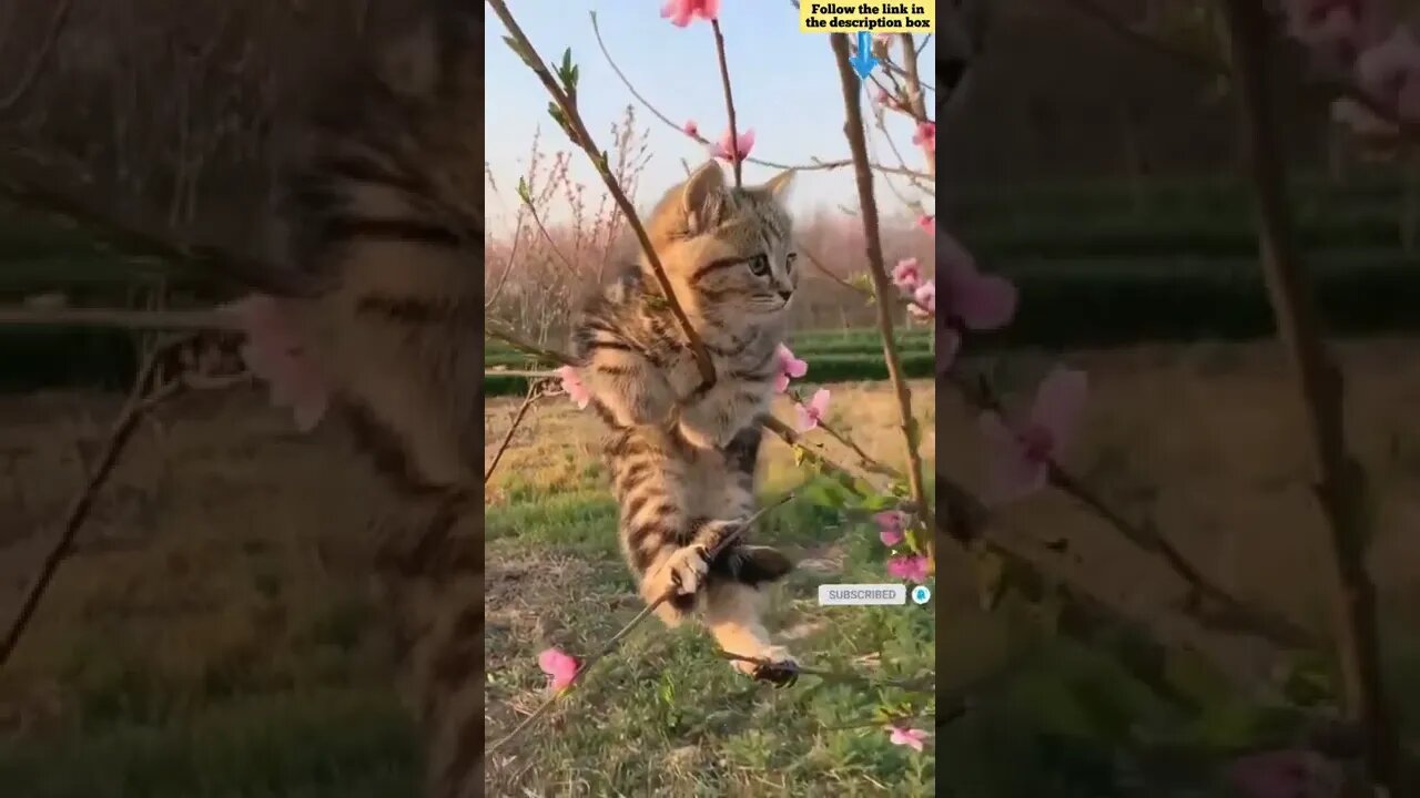 cute cat videos 😹 funny videos 😂 634 😻#shorts #shortsfunny #cutecat #catvideos #catsfood #catscare