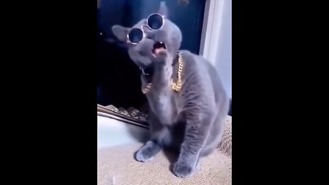 Funny Animal - Too much funny cat 😺