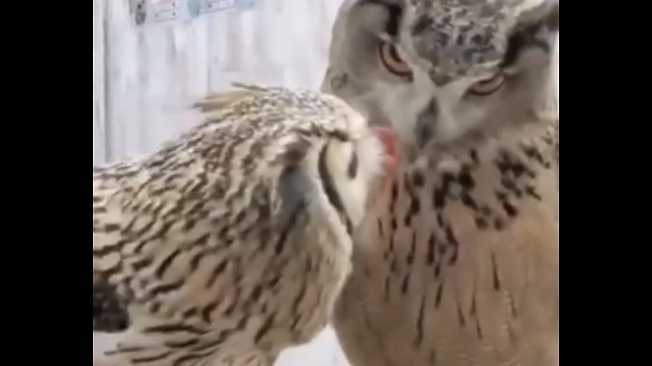 Did You Know That Owls Are The Most Caring Creatures