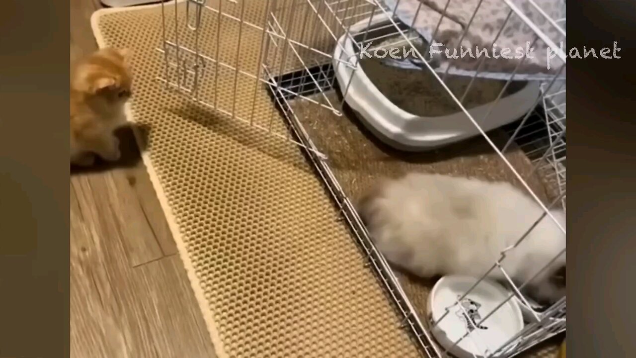 Funny_animals_videos😂