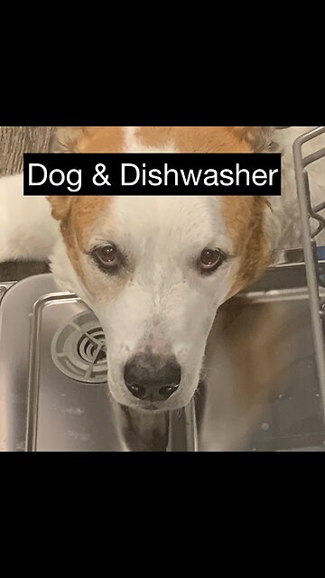 Dog & Dishwasher !