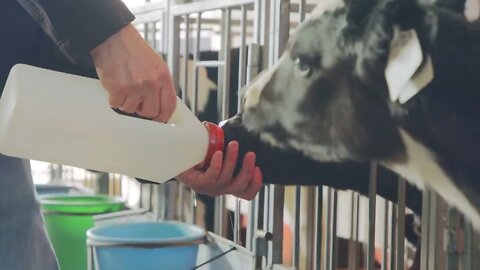 Young newborn calves in cages in a dairy farm8