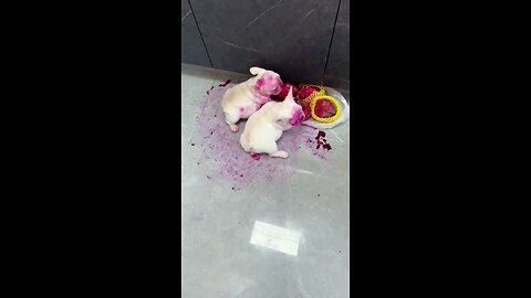 funny videos