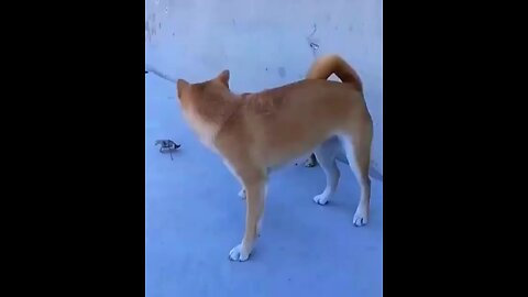 dog funny video 🤣🤣