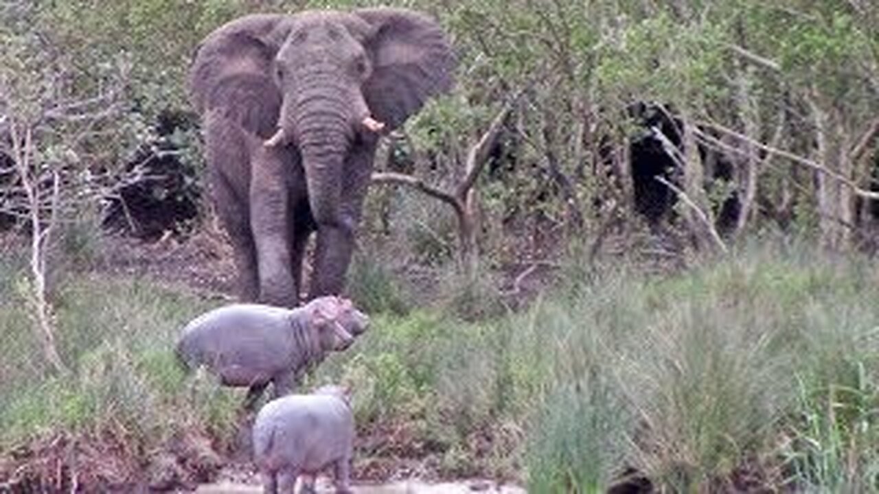 Massive Elephant vs 3 Baby Hippos