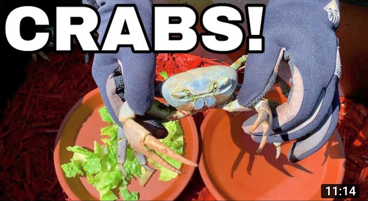 RAISING GIANT PET MUD CRABS *UPDATE