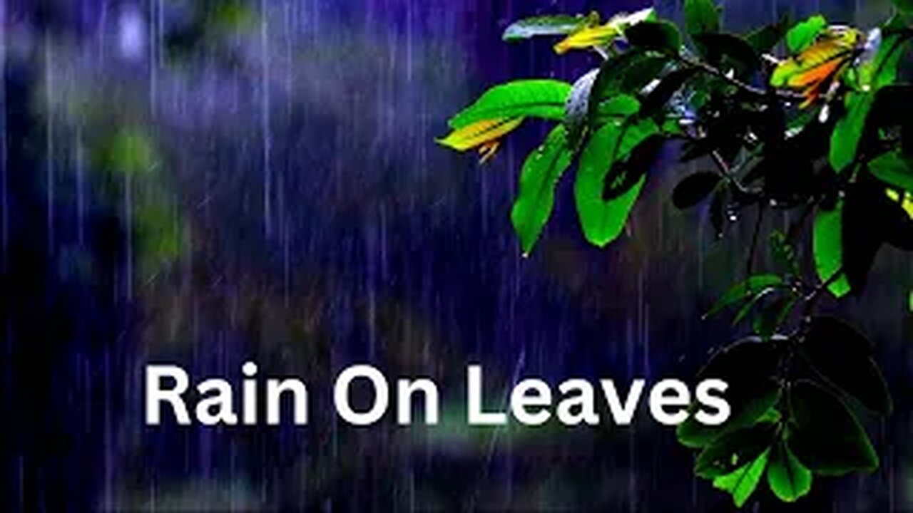 Forest Oasis: Relaxing Rain Sounds on Leaves for Peaceful Slumber for stress relief