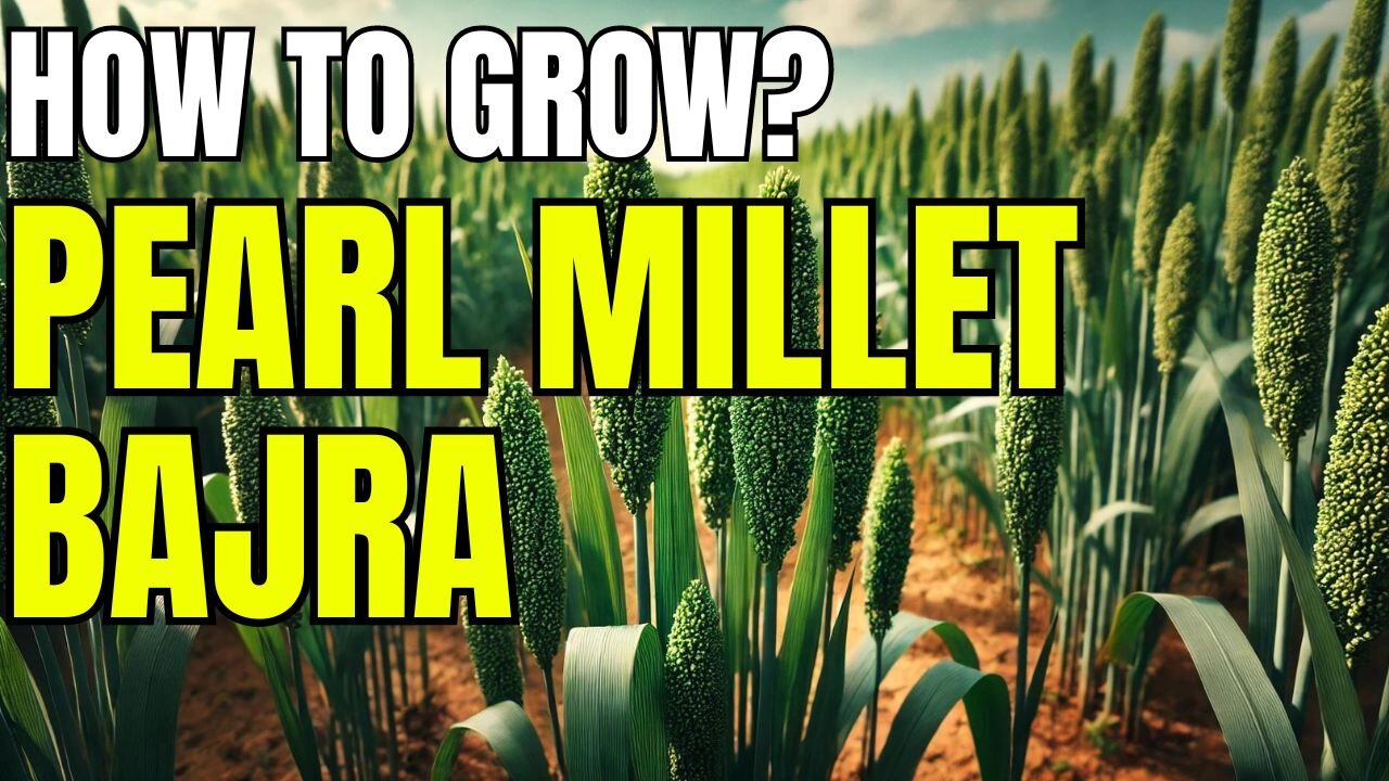 How to Grow Pearl Millet (Bajra): A Step-by-Step Farming Guide