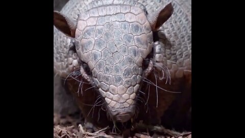 Armadillo