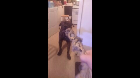 Pitbull tug of war gone wrong(fail)