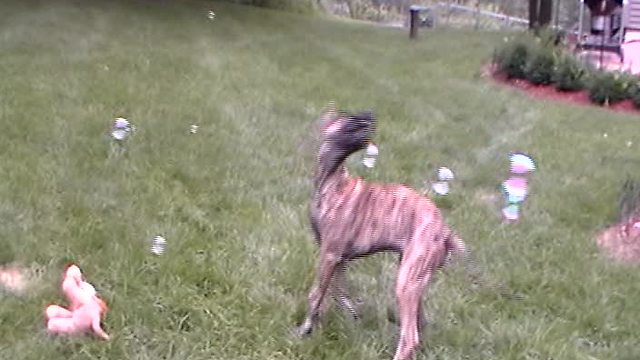 Great Dane puppy can't stop popping bubbles