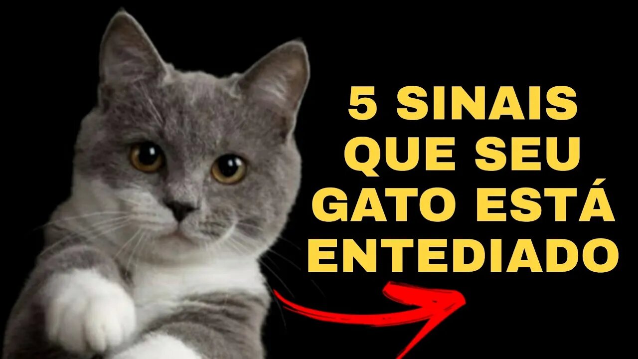 5 SINAIS DE QUE SEU GATO ESTÁ ENTEDIADO