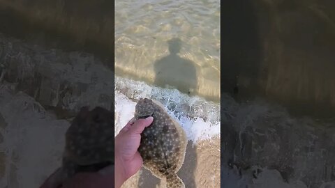 How to gentley release cute baby Flounders😍