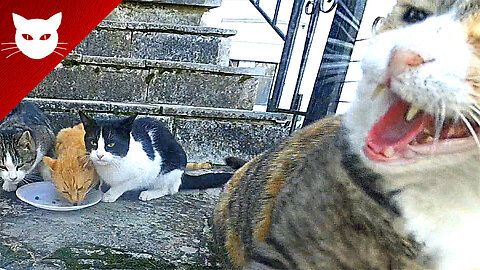 Cats - Feeding time