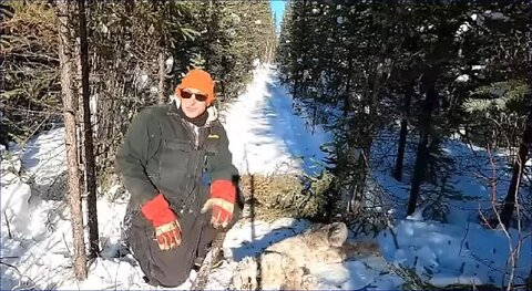 Canadian Trapline in The Wild North (2021)